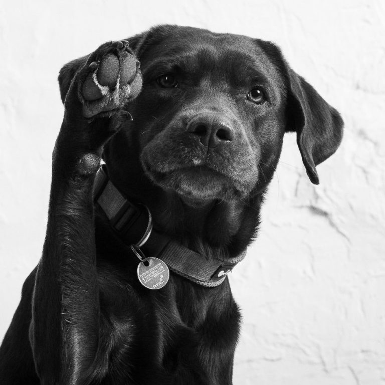 Dunkelbrauner Labrador mit erhobener Pfote, schaut aufmerksam.