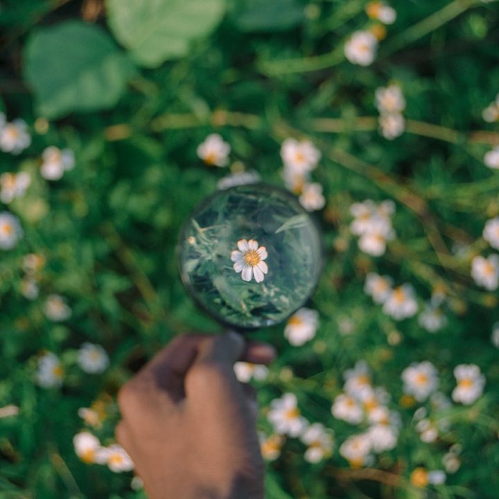 Gesunde Stadt Berg Fidel Eine Hand hält eine Lupe über eine Blume in einer Wiese voller kleiner Blumen.