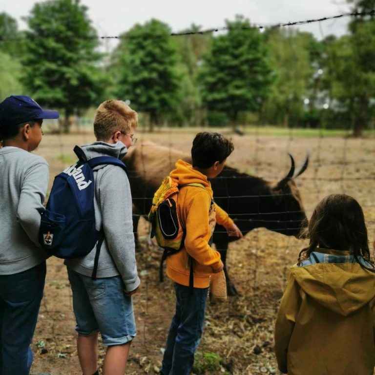 Kinder stehen an einem Zaun und beobachten eine Kuh im Freien.