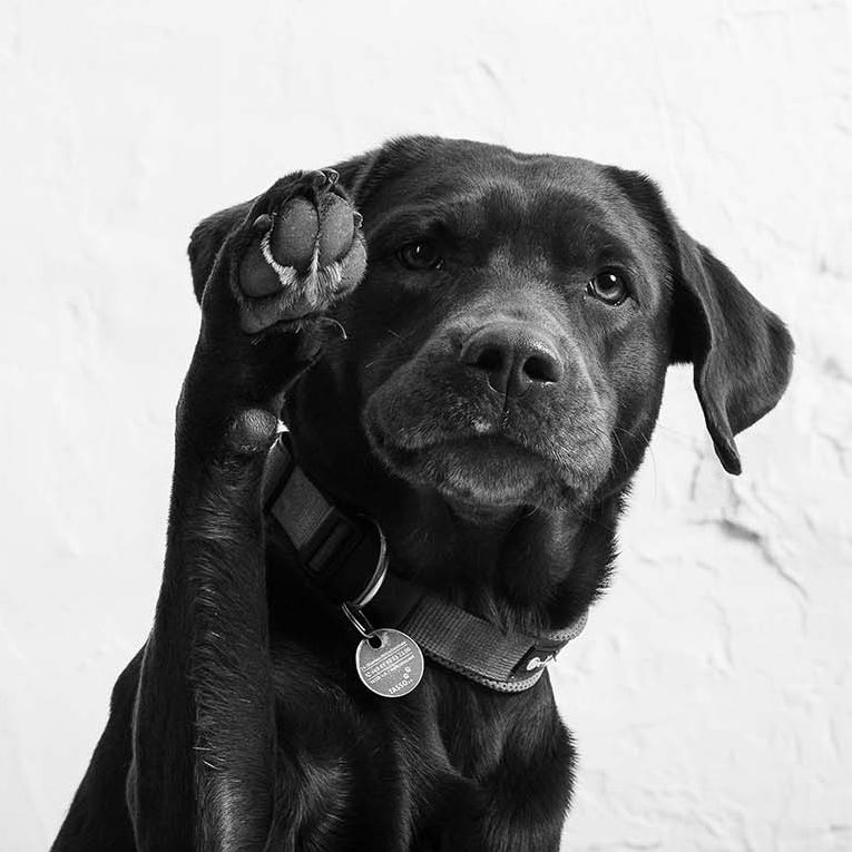 Malu Dunkelbrauner Labrador mit erhobener Pfote, schaut aufmerksam.
